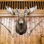 Scandinavian,Wooden,Cabin,Wall,With,Moose,Head,And,Two,Guns